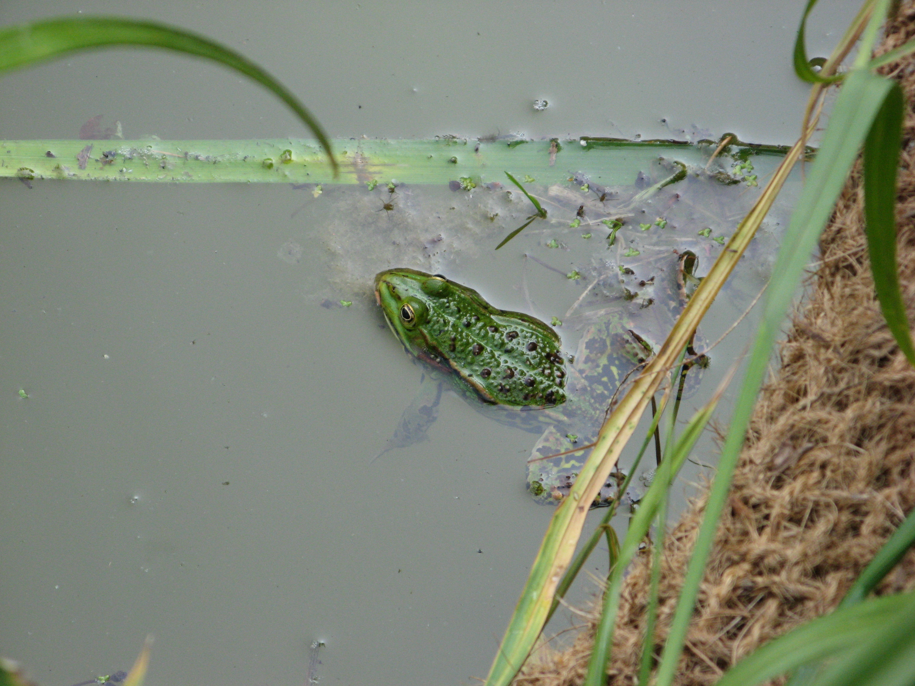 Etang de nage - Mali